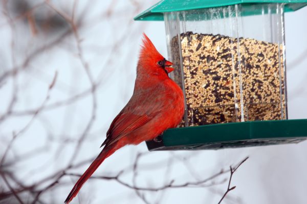 Bird Feeder Hanging in Richardson