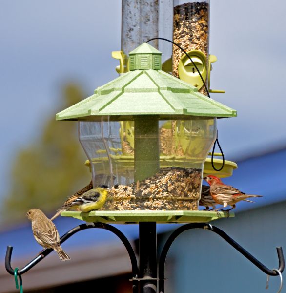 Bird Feeder Installation in Richardson