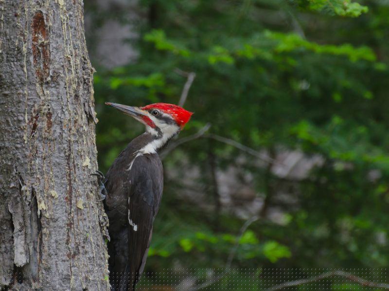 Woodpecker Hole Patching